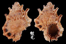 Muehlhaeusseri蛙螺 Bursa muehlhaeusseri 3