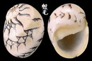 小石蜑螺 Clithon oualaniensis 1