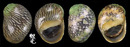 小石蜑螺 Clithon oualaniensis 2