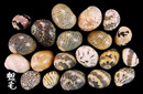 小石蜑螺 Clithon oualaniensis 5