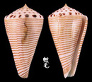 平瀨芋螺 Conus hirasei 1
