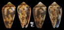 Striolatus芋螺 Conus striolatus 1