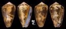 Striolatus芋螺 Conus striolatus 2
