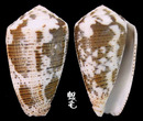 Striolatus芋螺 Conus striolatus 3