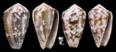 Striolatus芋螺 Conus striolatus4