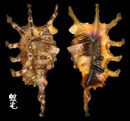 蠍螺 Lambis scorpius 2