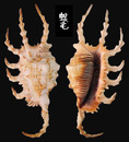 蠍螺 Lambis scorpius 3