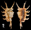 蠍螺 Lambis scorpius 4