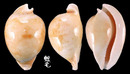 金龜車寶螺 Cypraea armeniaca 1