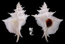 岩石芭蕉螺 Siratus alabaster 1