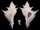 岩石芭蕉螺 Siratus alabaster 2