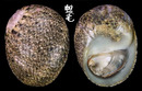 沙氏石蜑螺 Clithon sowerbianus 1