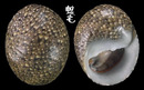 沙氏石蜑螺 Clithon sowerbianus 2