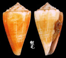 特殊芋螺 Conus eximius 1