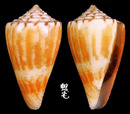 特殊芋螺 Conus eximius 2
