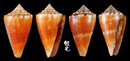 特殊芋螺 Conus eximius 3