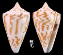 特殊芋螺 Conus eximius 5