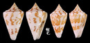 特殊芋螺 Conus eximius 7