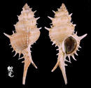 岩棘千手骨螺 Siratus pliciferoides 1