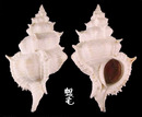 岩棘千手骨螺 Siratus pliciferoides 2