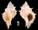 岩棘千手骨螺 Siratus pliciferoides 3