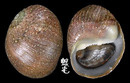 石蜑螺 Clithon retropictus 1