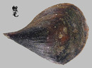 黑旗江珧蛤 Atrina vexillum 1
