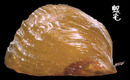 袋狀江珧蛤 Streptopinna saccata 1