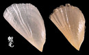 袋狀江珧蛤 Streptopinna saccata 5