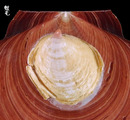 海扇偏蓋螺 Capulus dilatatus 2