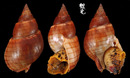 金絲織紋螺 Nassatius glans 1