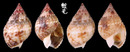 金絲織紋螺 Nassatius glans 2