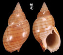 金絲織紋螺 Nassatius glans 4