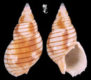 金絲織紋螺 Nassatius glans 5