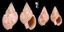 金絲織紋螺 Nassatius glans 6