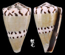 鼬鼠芋螺 Conus mustelinus 2