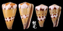 鼬鼠芋螺 Conus mustelinus 4