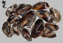 土嘴瓜殼菜蛤 Modiolus metcalfei 1