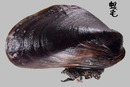 土嘴瓜殼菜蛤 Modiolus metcalfei 2