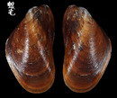 土嘴瓜殼菜蛤 Modiolus metcalfei 3