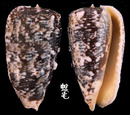 繡枕皺螺 Morum tuberculosum 1