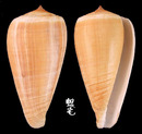 光環芋螺 Conus radiatus 1