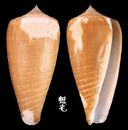光環芋螺 Conus radiatus 2