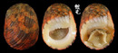 大圓蜑螺 Nerita chamaeleon 1