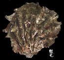 硨磲牡蠣 Hyotissa hyotis 1