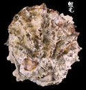 硨磲牡蠣 Hyotissa hyotis 2