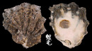 硨磲牡蠣 Hyotissa hyotis 3