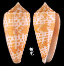 花簾芋螺 Conus lynceus 1