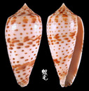 花簾芋螺 Conus lynceus 2