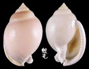 乳白鬘螺 Phalium bisulcatum 1